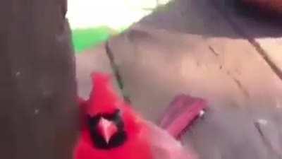 He tried Dafoe’s goblin gas