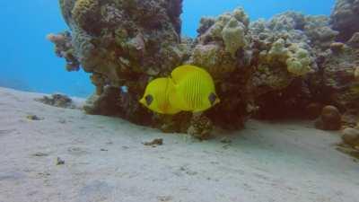 Tranquility in the reefs of Makadi Bay.