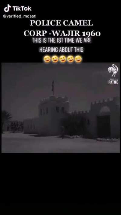 That's one bumpy chase on a camel