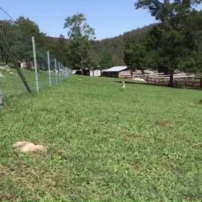 Pablo loves introducing himself at Where Pigs Fly Farm Sanctuary 🔈
