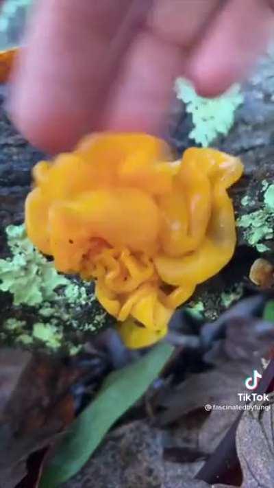 It’s Ushy-Gushy Mushy Season…but don’t.