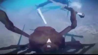 pov: crab