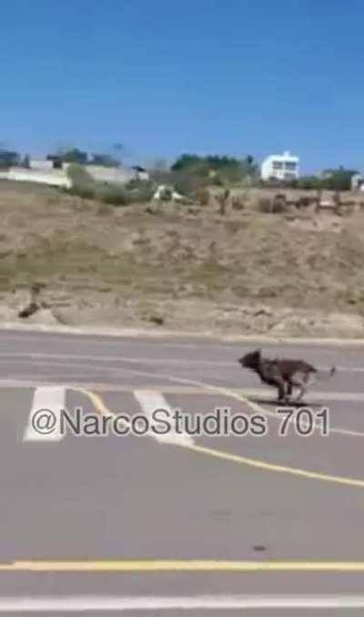 Special forces training in Veracruz with k9