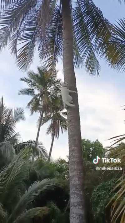 Time to collect coconut