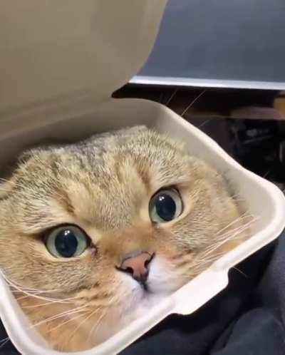 FFS, forgot the sauce...