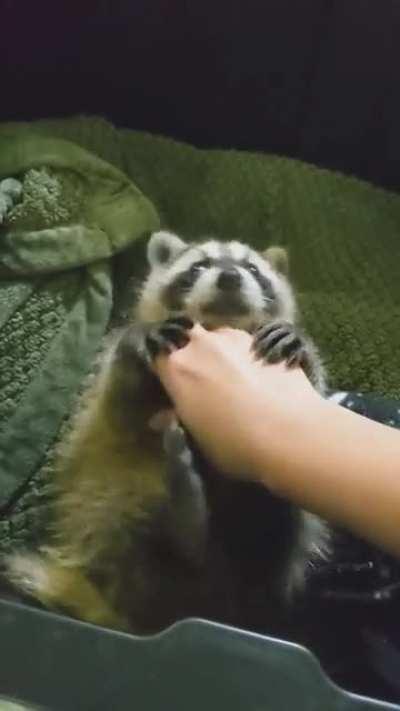 You mustn't stop the Tummy Tickles!