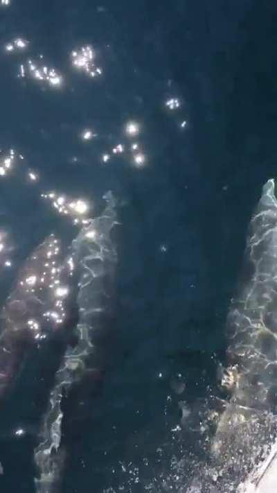they saluted us while sailing today, there’s a baby on the far left