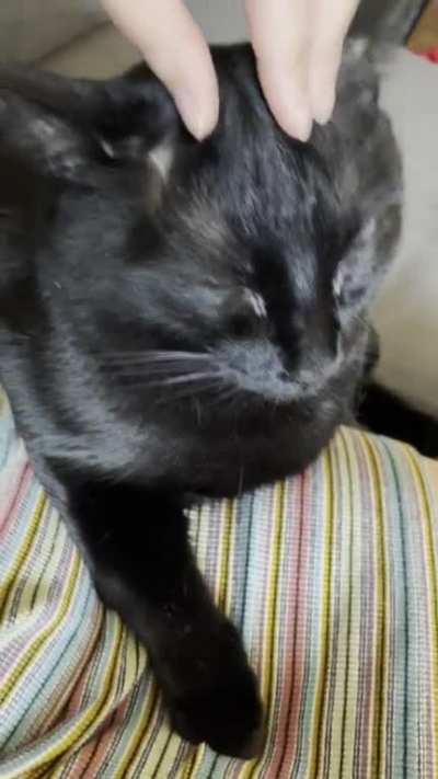 This is Archie, he loves temple scritches.