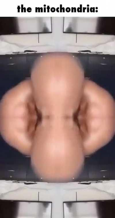 Cells dividing in real time ð±ð±