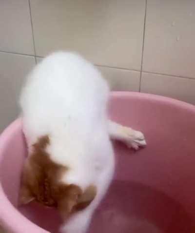 Aquatic Catculations