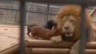 we can play with the king 😁