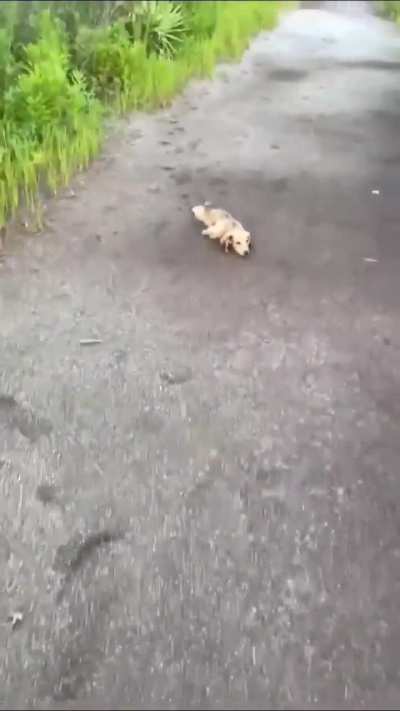 HMK while I run-sploot 🤣