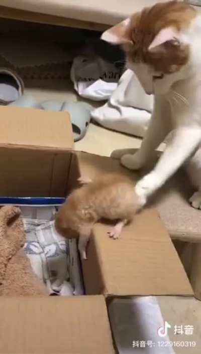 Impatient braincell mom