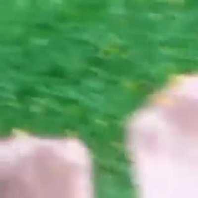 Это же австралийский сумчатый рукотрах!