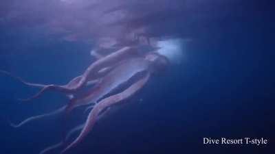 Encounter with dying giant squid at night in Japan