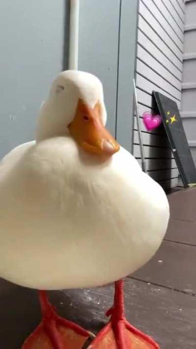 Every morning at the farm be like