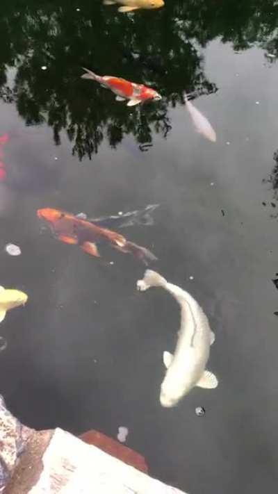 First post and excited to be a part of this community. Watching them is my calm space.