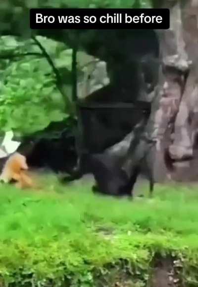 King kong vs Godzilla