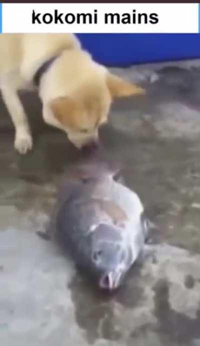 HER EXCELLENCY WILL MAKE IT!