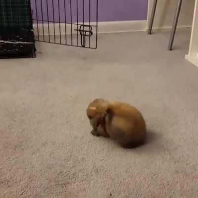 I would truly die for this bunny