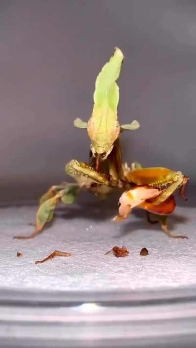 Time lapse of a Praying Mantis eating it prey. Ghost Mantis (Phyllocrania paradoxa)