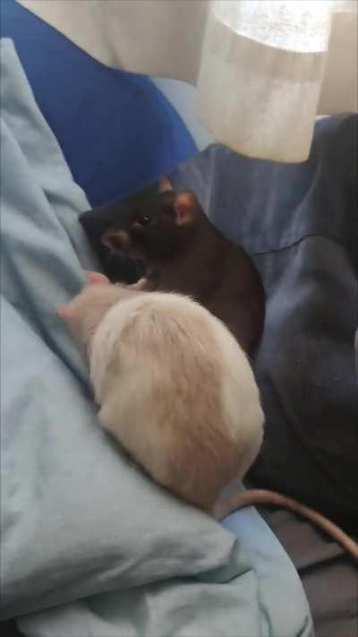 Poor Leanard looked shook today in the tussle amongst the cushions. It's a little unfair though because Clarence is a whole weight class above with an extra 100g at least.