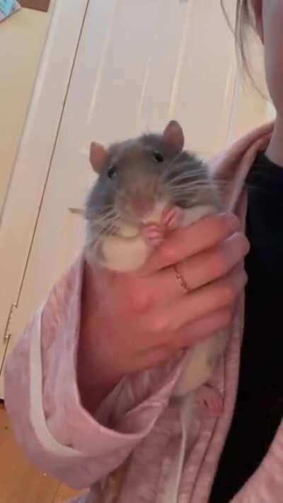 merlin loves his treaties