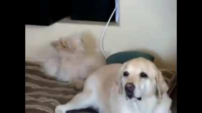 This is hilarious, LOL!