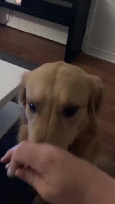 Dog eats engagement ring.