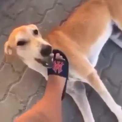 Fofo🤗(som estourado)