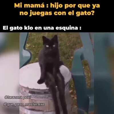Gato