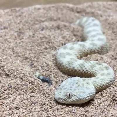Saharan sand snake concealing itself