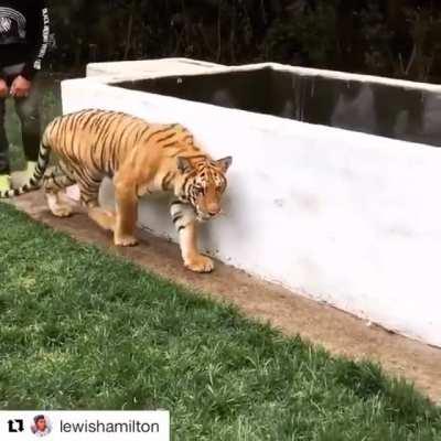 Sneaking up on a tiger to surprise him...