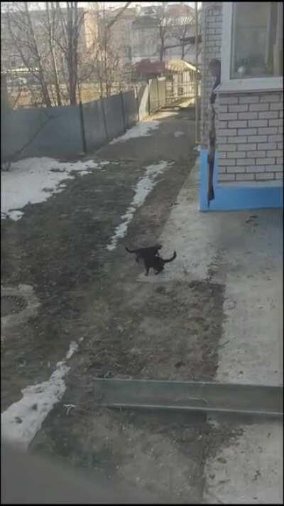 Russian cat.