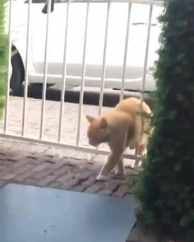 Be nice to your cat.