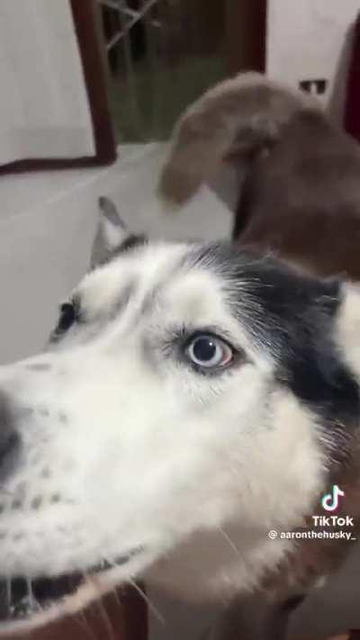 Cachorro italiano f*da-se.