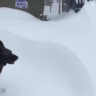 German Shepherd rescues Friend Stuck In Snow