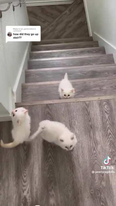 smol cat + huge stairs