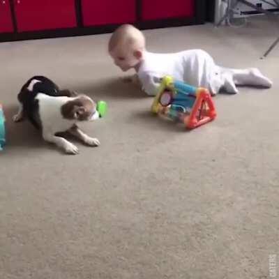 Dog teaches baby how to crawl