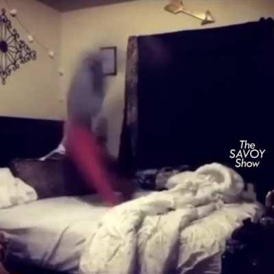WCGW doing backflips on the bed