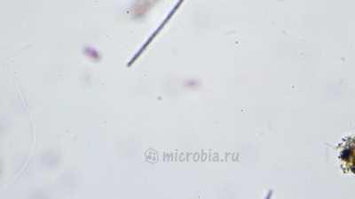 Две бактерии