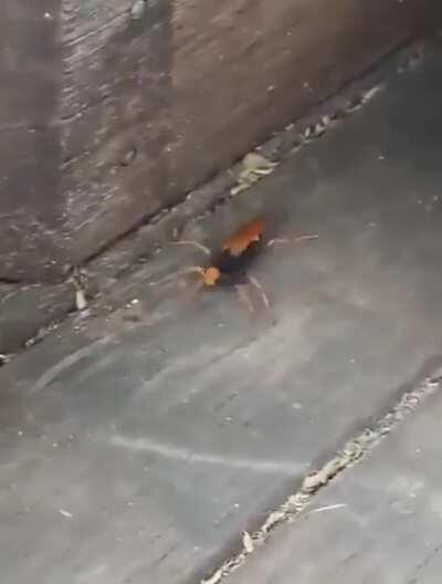 Spider Wasp against a Huntsman Spider.