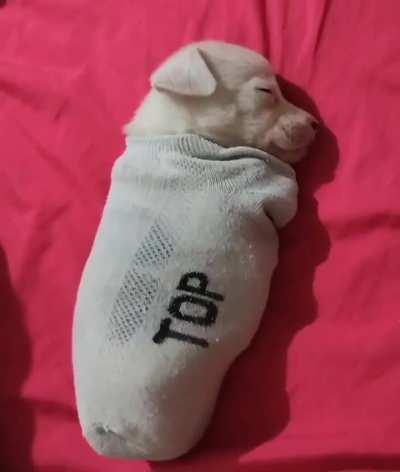 Hot puppy! The denier of the cold, lover of the heat 