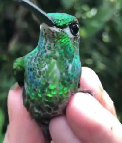 Small charming creation