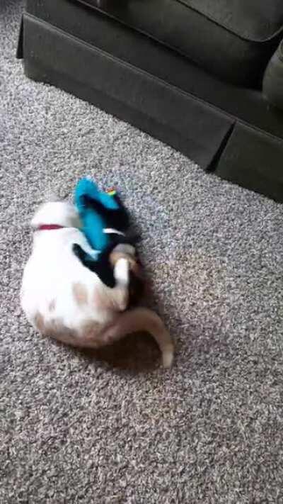 Here let me help you take down this shark!