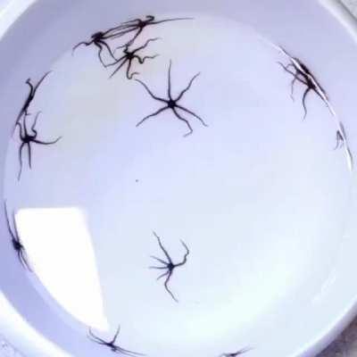 Speed up footage of these weird sea star creatures