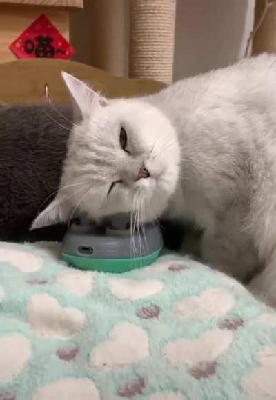 Kittens also love massages