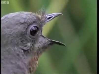 The lyrebird of the genus Menura can imitate the calls of at least 20 species of birds and more interestingly, other sounds it hears. David Attenborough shows one imitating a variety of unexpected sounds.