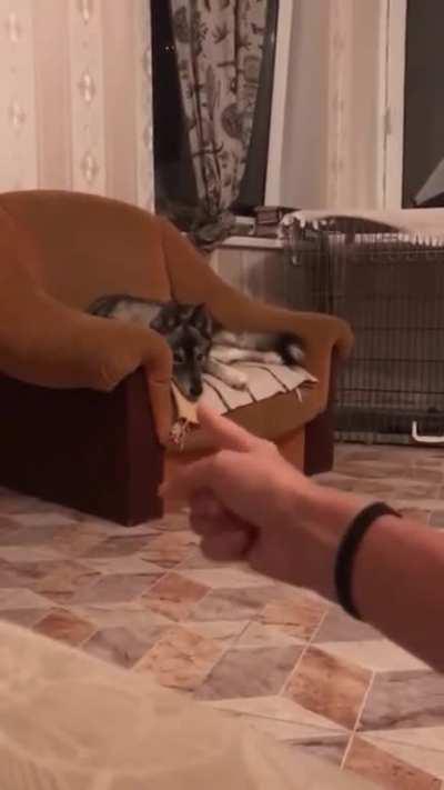 HumaN aTTEMPts to ShOOt DOG in tHe FAcE , gETs MAUlEd INsTeaD