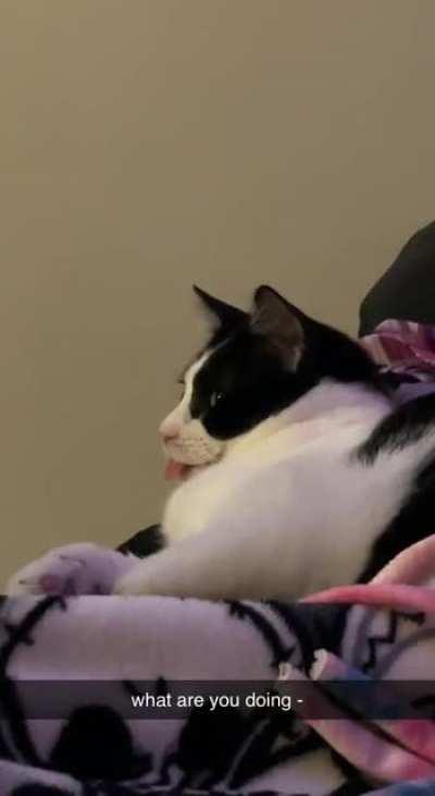 got my baby lucy doing a nice blep